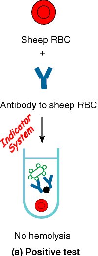 complement-fixation-assay